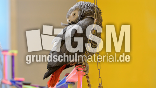 Kongo-Graupapagei (2).jpg